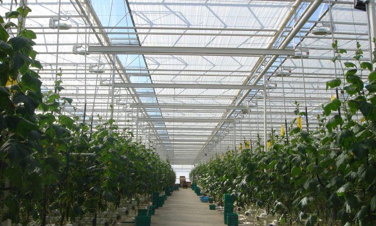 Venlo Greenhouses | Prins Greenhouses