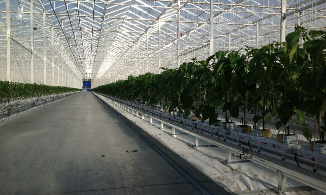 Venlo Greenhouses | Prins Greenhouses