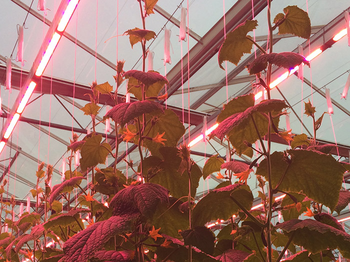 Prins Greenhouses LED Lighting